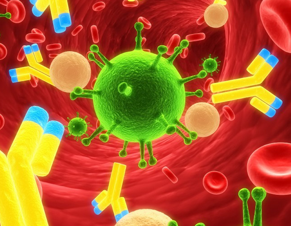Специфические факторы иммунитета клеточного и гуморального
